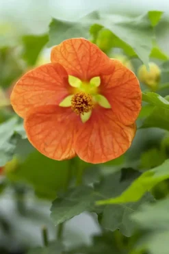 Abutilon-Hybrid (Abutilon)