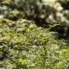 Acer (Esdoorn)