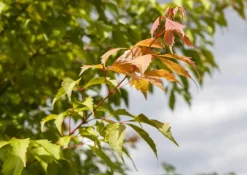 Acer (Esdoorn)