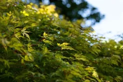 Acer (Esdoorn)