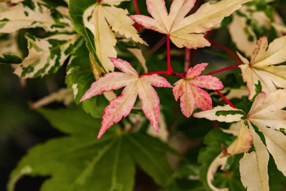 Acer (Esdoorn)