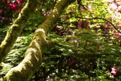 Acer (Esdoorn)
