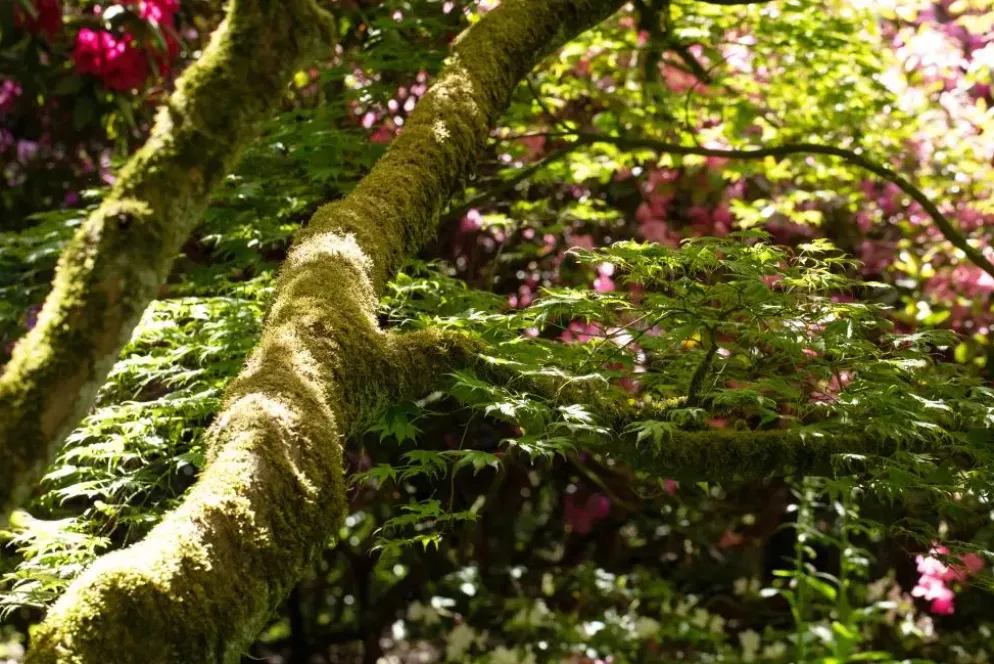Acer (Esdoorn)