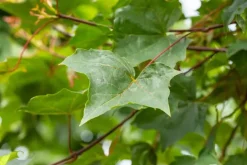 Acer (Esdoorn)