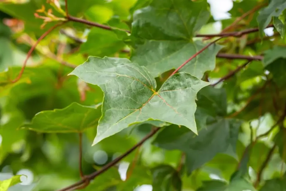 Acer (Esdoorn)