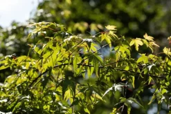 Acer (Esdoorn)