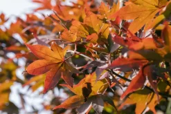 Acer (Esdoorn)