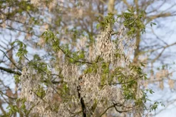Acer (Esdoorn)