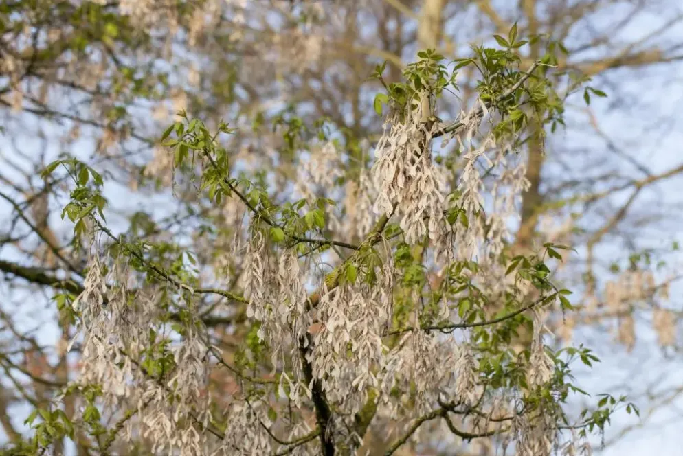 Acer (Esdoorn)