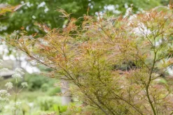 Acer (Esdoorn)