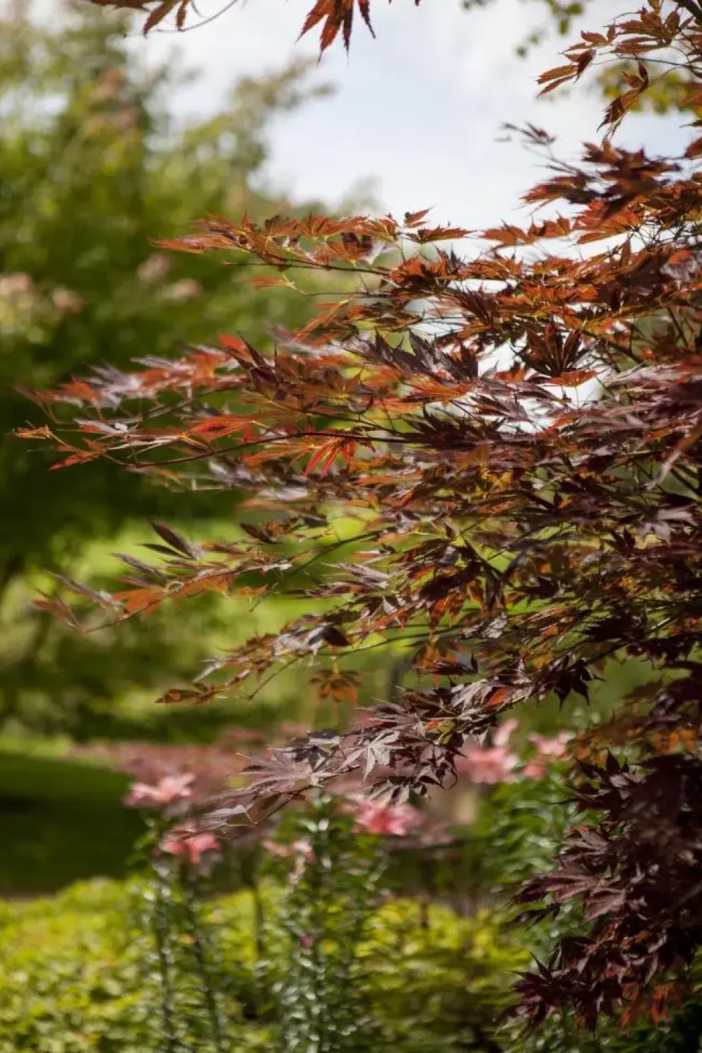 Acer (Esdoorn)