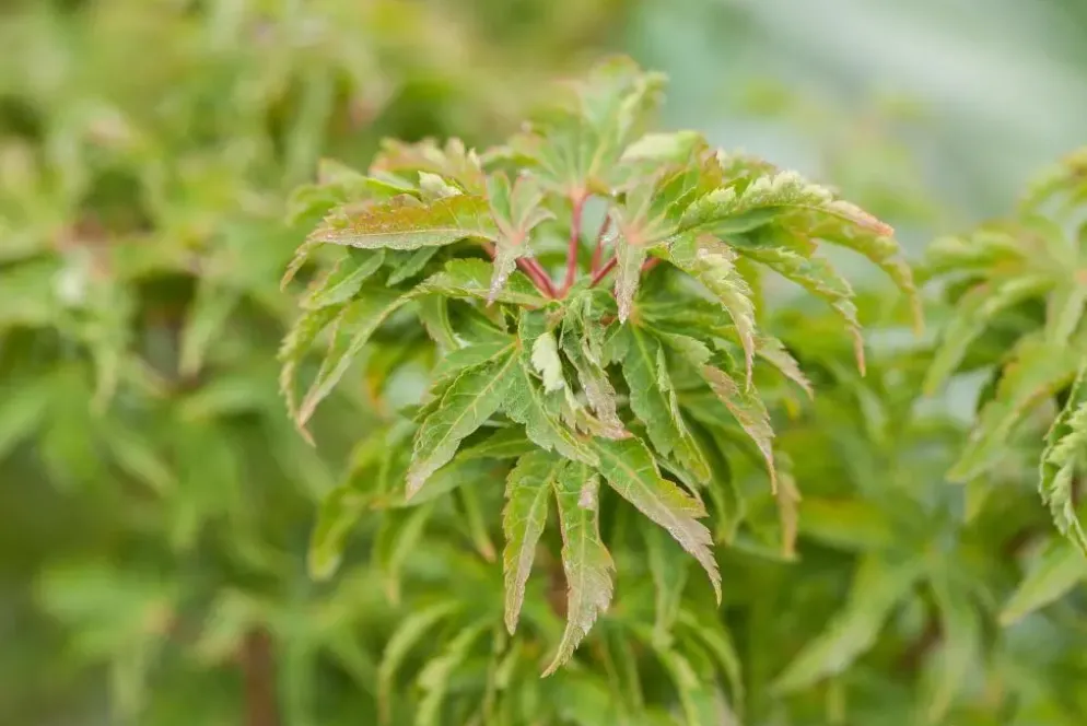 Acer (Esdoorn)