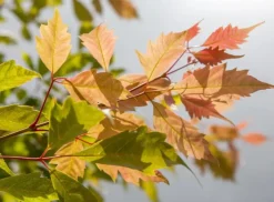 Acer (Esdoorn)