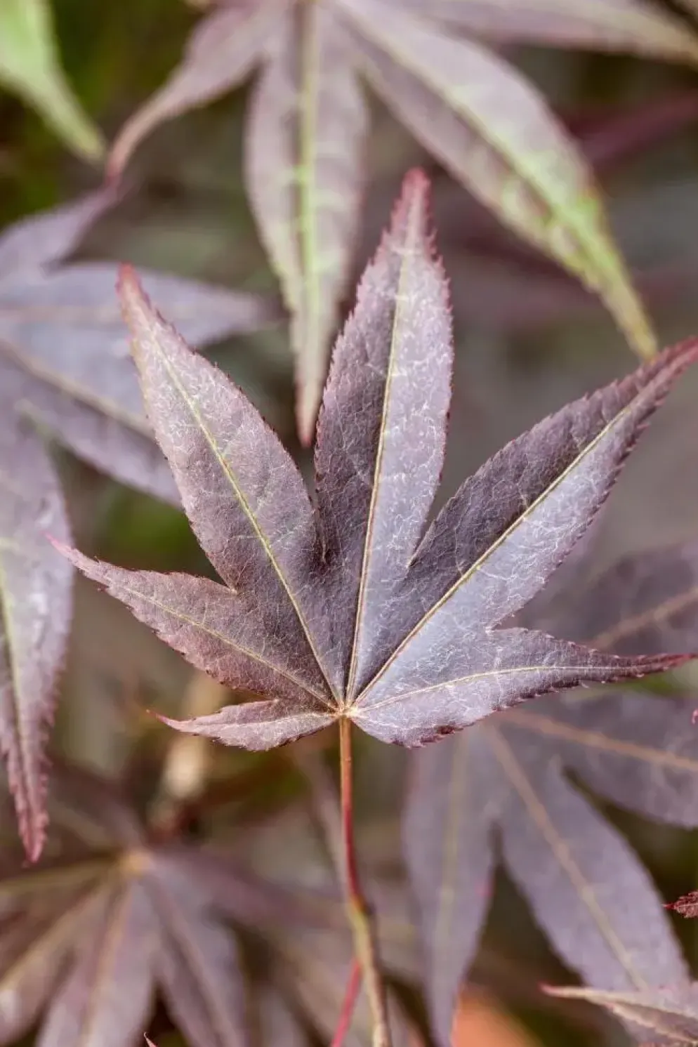 Acer palmatum 'Atropurpureum' (Japanse esdoorn 'Atropurpureum')