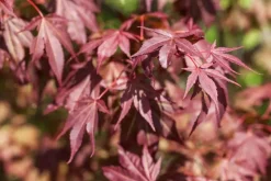 Acer palmatum 'Atropurpureum' (Japanse esdoorn 'Atropurpureum')