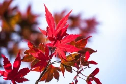 Acer palmatum 'Atropurpureum' (Japanse esdoorn 'Atropurpureum')
