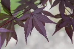 Acer palmatum 'Atropurpureum' (Japanse esdoorn 'Atropurpureum')