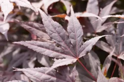 Acer palmatum 'Atropurpureum' (Japanse esdoorn 'Atropurpureum')