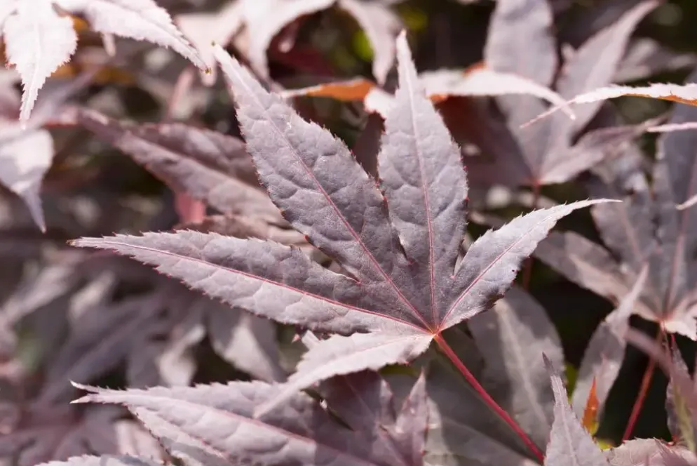 Acer palmatum 'Atropurpureum' (Japanse esdoorn 'Atropurpureum')