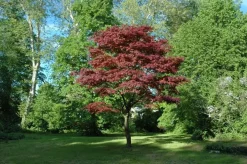 Acer palmatum 'Atropurpureum' (Japanse esdoorn 'Atropurpureum')