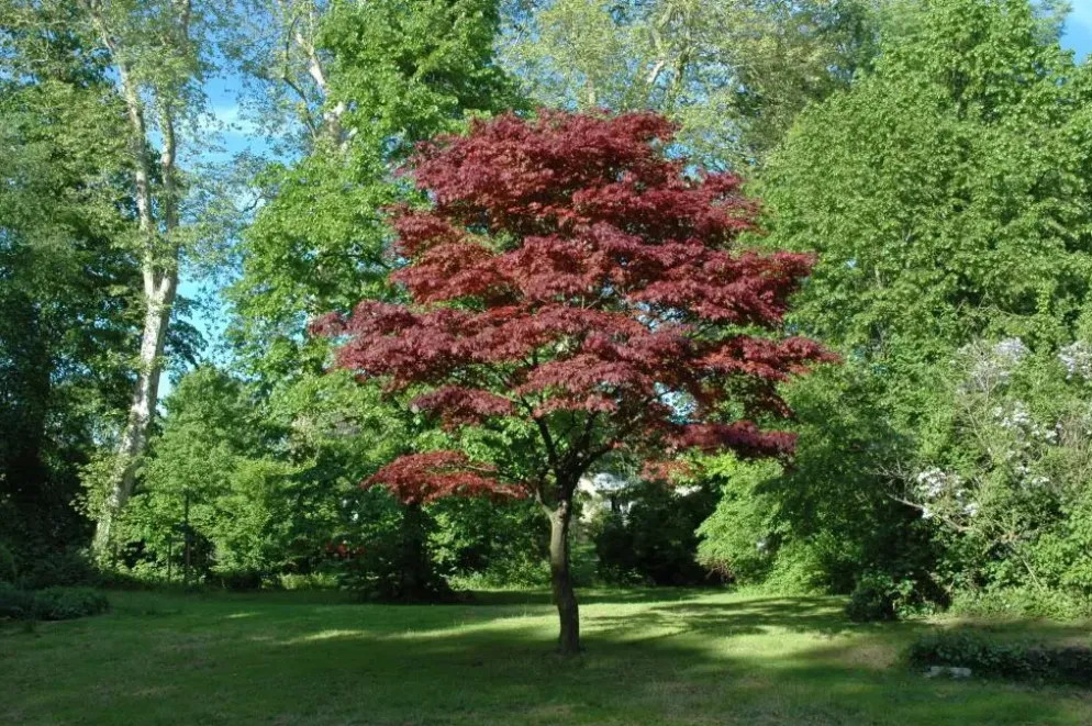 Acer palmatum 'Atropurpureum' (Japanse esdoorn 'Atropurpureum')