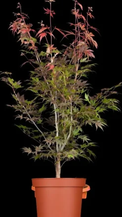 Acer palmatum 'Atropurpureum' (Japanse esdoorn 'Atropurpureum')