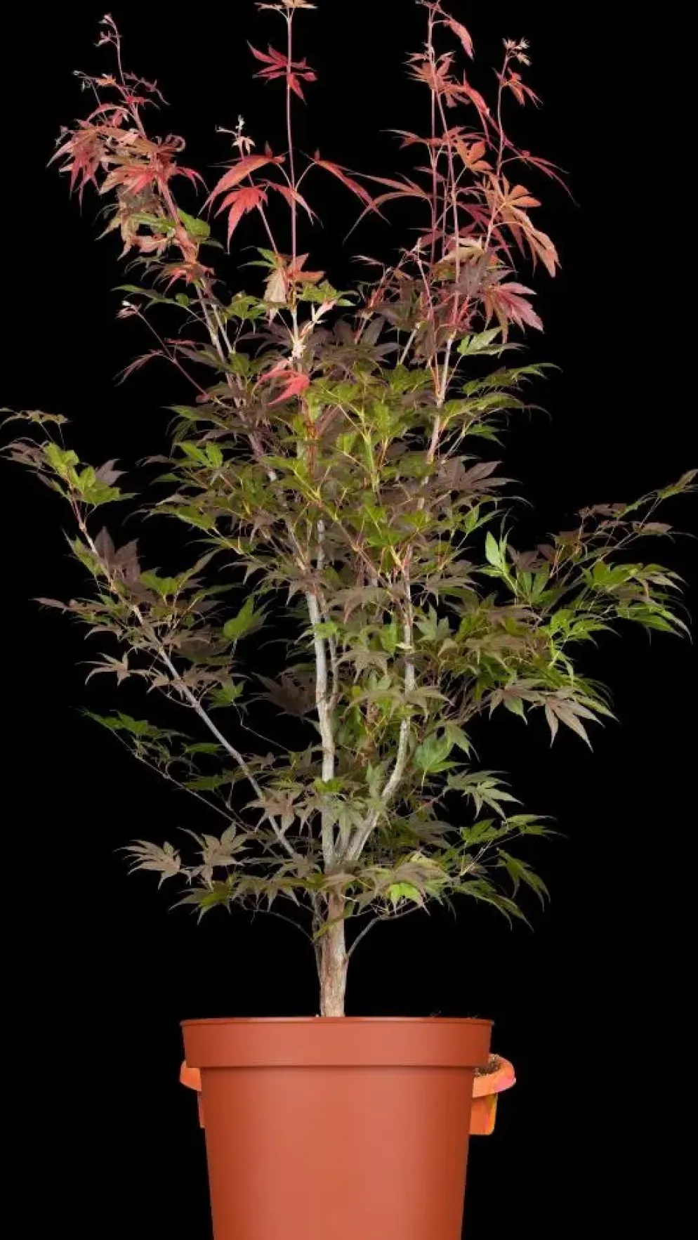 Acer palmatum 'Atropurpureum' (Japanse esdoorn 'Atropurpureum')