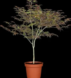 Acer palmatum 'Atropurpureum' (Japanse esdoorn 'Atropurpureum')
