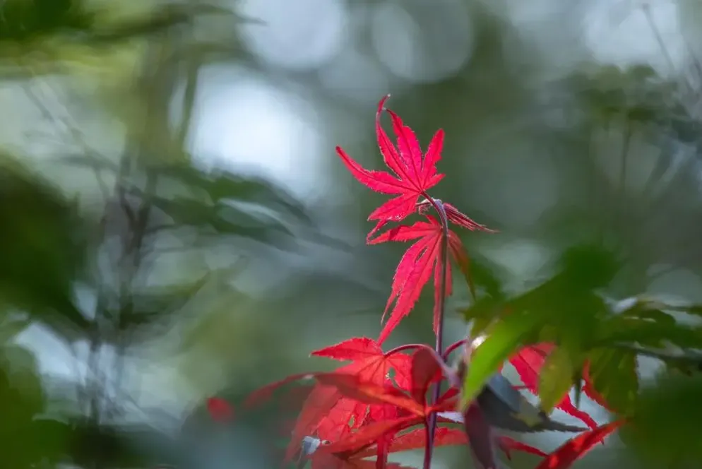 Acer palmatum 'Atropurpureum' (Japanse esdoorn 'Atropurpureum')
