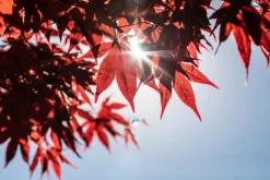 Acer palmatum 'Atropurpureum' (Japanse esdoorn 'Atropurpureum')