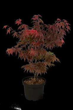 Acer palmatum 'Atropurpureum' (Japanse esdoorn 'Atropurpureum')