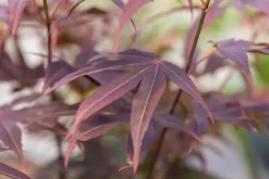 Acer palmatum 'Atropurpureum' (Japanse esdoorn 'Atropurpureum')