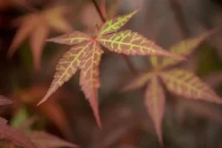 Acer palmatum 'Atropurpureum' (Japanse esdoorn 'Atropurpureum')