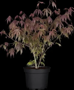 Acer palmatum 'Atropurpureum' (Japanse esdoorn 'Atropurpureum')