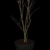 Acer palmatum 'Atropurpureum' (Japanse esdoorn 'Atropurpureum')