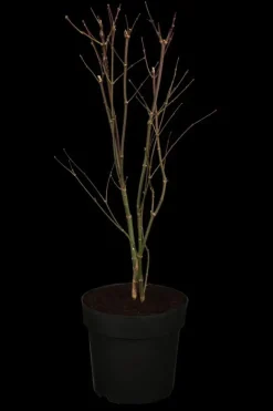 Acer palmatum 'Atropurpureum' (Japanse esdoorn 'Atropurpureum')