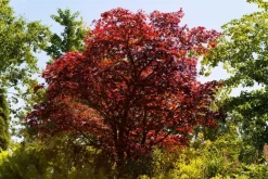 Acer palmatum 'Atropurpureum' (Japanse esdoorn 'Atropurpureum')