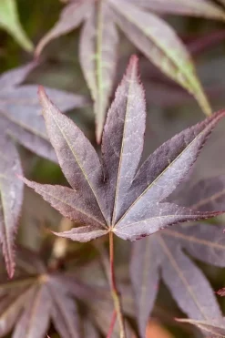 Acer palmatum 'Atropurpureum' (Japanse esdoorn 'Atropurpureum')