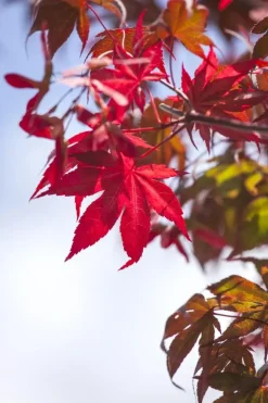Acer palmatum 'Atropurpureum' (Japanse esdoorn 'Atropurpureum')