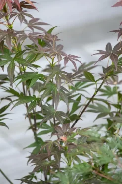 Acer palmatum 'Atropurpureum' (Japanse esdoorn 'Atropurpureum')