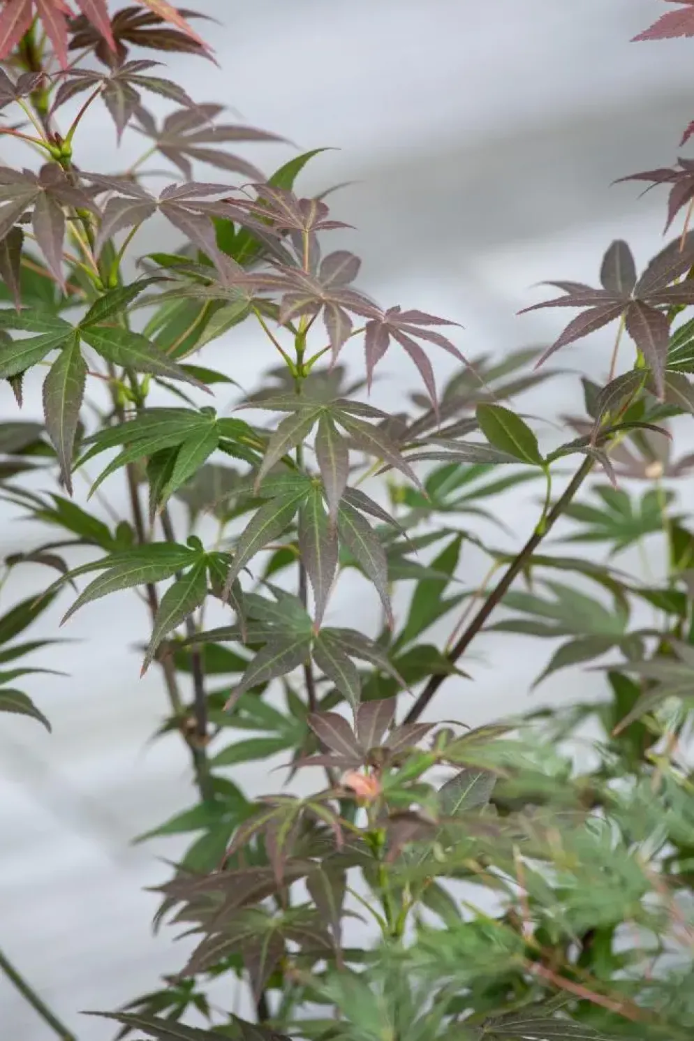 Acer palmatum 'Atropurpureum' (Japanse esdoorn 'Atropurpureum')