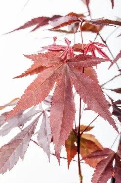 Acer palmatum 'Atropurpureum' (Japanse esdoorn 'Atropurpureum')