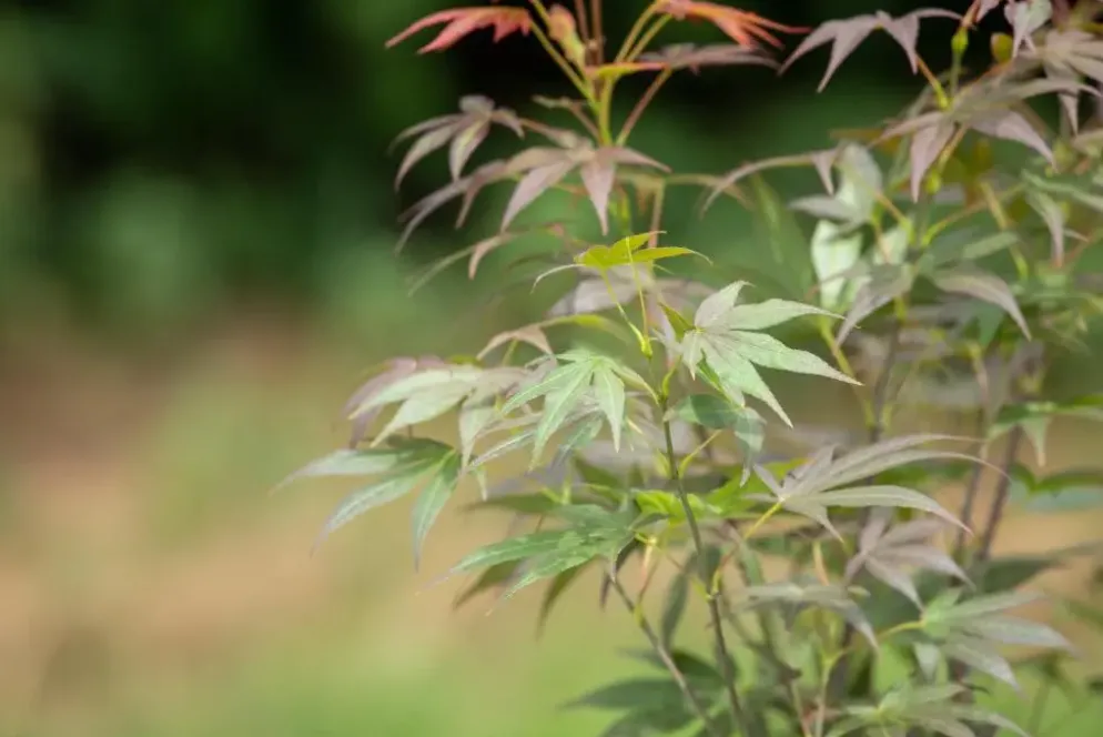 Acer palmatum 'Atropurpureum' (Japanse esdoorn 'Atropurpureum')