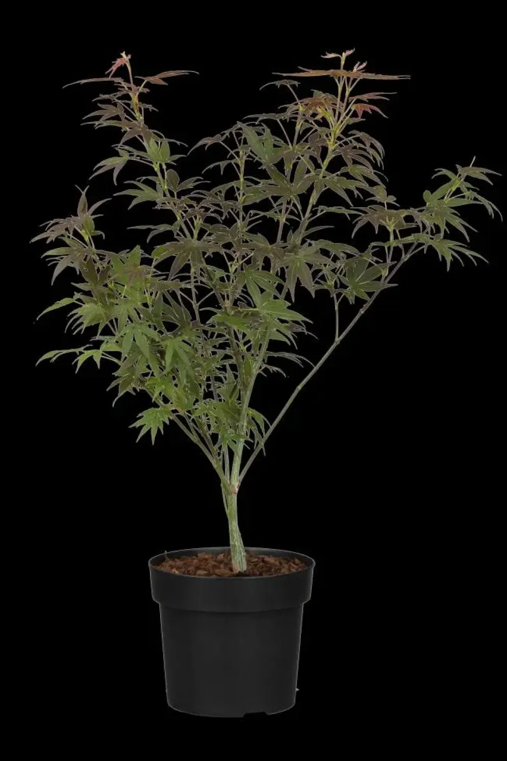 Acer palmatum 'Atropurpureum' (Japanse esdoorn 'Atropurpureum')
