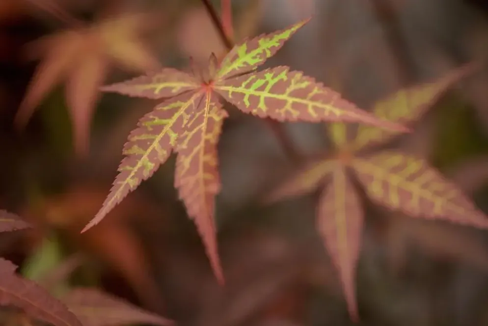 Acer palmatum 'Atropurpureum' (Japanse esdoorn 'Atropurpureum')