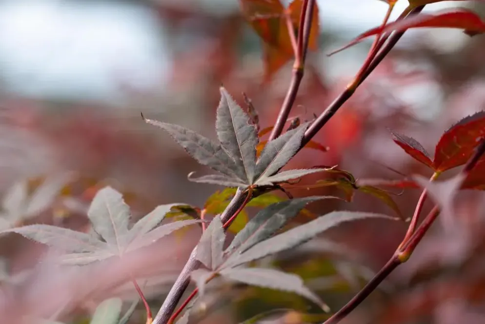 Acer palmatum 'Atropurpureum' (Japanse esdoorn 'Atropurpureum')