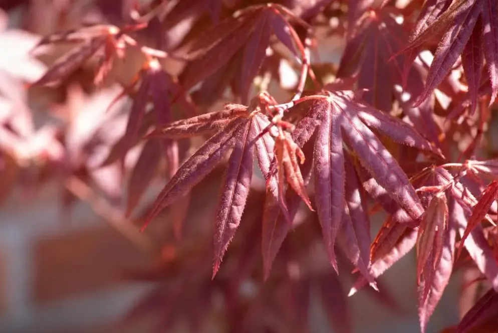 Acer palmatum 'Atropurpureum' (Japanse esdoorn 'Atropurpureum')