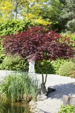 Acer palmatum 'Atropurpureum' (Japanse esdoorn 'Atropurpureum')