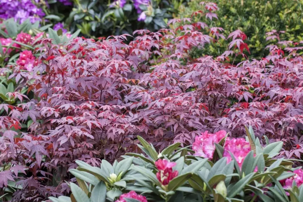 Acer palmatum 'Atropurpureum' (Japanse esdoorn 'Atropurpureum')