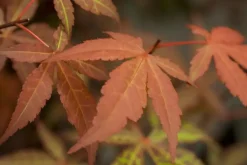 Acer palmatum 'Atropurpureum' (Japanse esdoorn 'Atropurpureum')